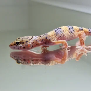 Hypo