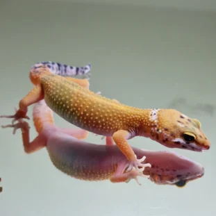 Hypo carrot tail