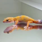 Hypo