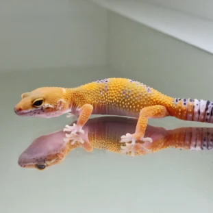 Hypo