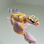 Hypo