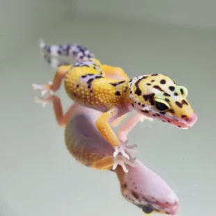 Hypo