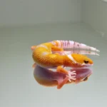 Hypo tangerine