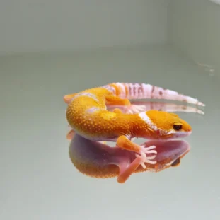 Hypo tangerine
