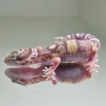 Albino tramper