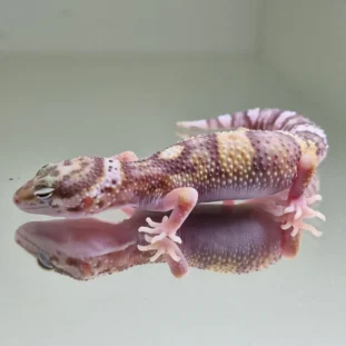 Albino tramper
