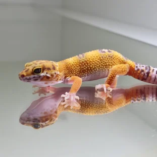 Hypo