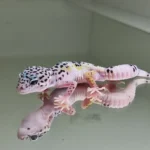 Mack snow patternless