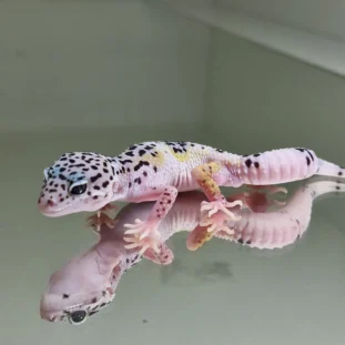 Mack snow patternless