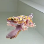 Albino tramper