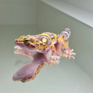 Albino tramper