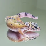 Hypo