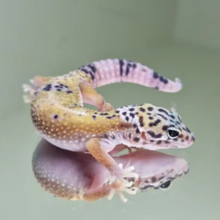 Hypo