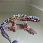Ms