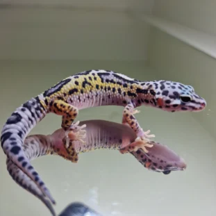 Ms