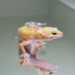 Hypo