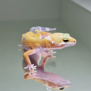 Hypo