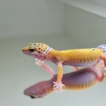 Hypo