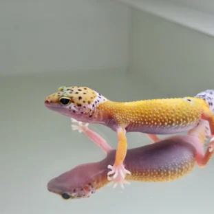 Hypo