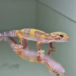 Albino tramper