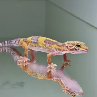 Albino tramper