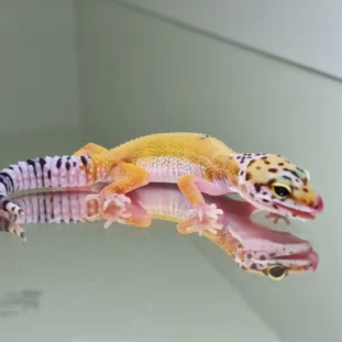 Hypo