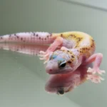 White and yellow tramper albino