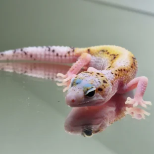 White and yellow tramper albino