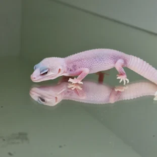 Diablo blanco