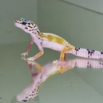 White and yellow