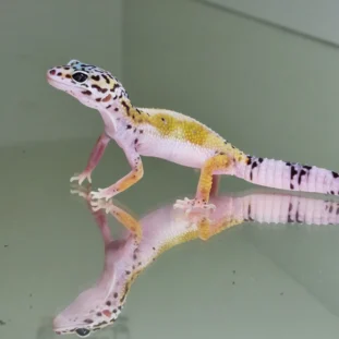 White and yellow