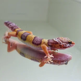 Albino