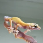 Super hypo