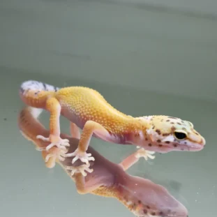 Super hypo