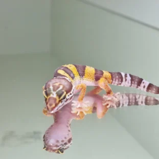 Albino tramper