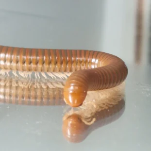 Spirostreptus spec. 1
