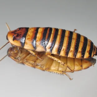 Javanica csótány (Elliptorhina javanica)