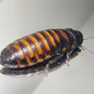 Madagaszkári bütykös csótány