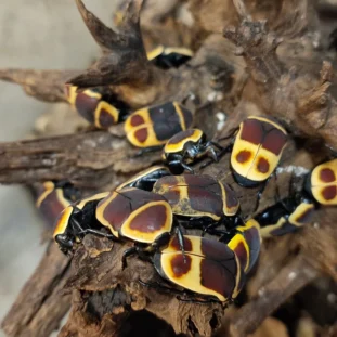 Kongói rózsabogár (Pachnoda marginata)