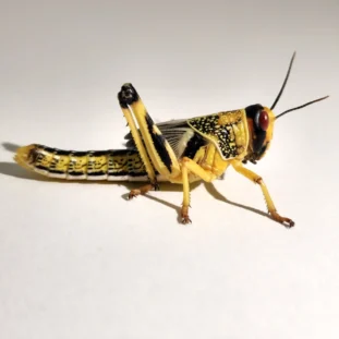 Afrikai vándorsáska