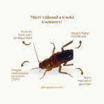 556135229_1570988224264087_7840004950562419592_n (1)