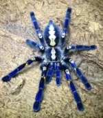 Poecilotheria metallica ( 2,5 cm th)