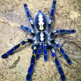 Poecilotheria metallica ( 2,5 cm th)