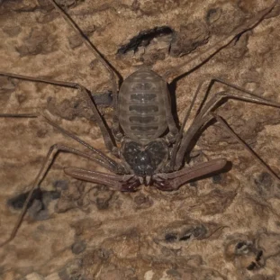 Ostorlábú (2 vedlés)