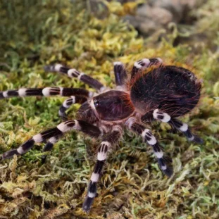 Acanthoscurria geniculata