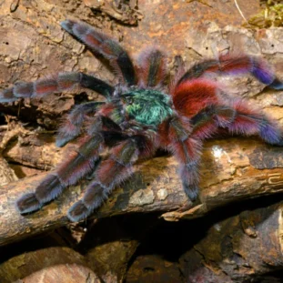 Caribena versicolor