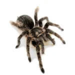 Tliltocatl albopilosus