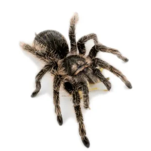 Tliltocatl albopilosus