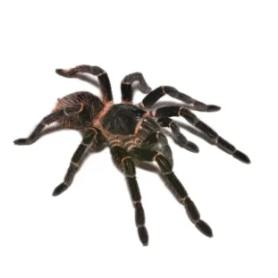 Lasiodora parahybana