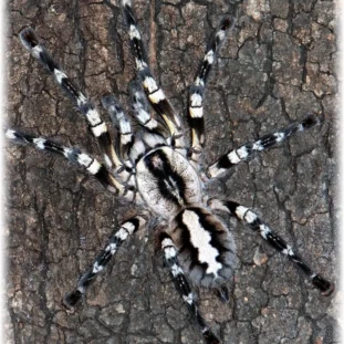 Poecilotheria regalis ( 3 cm th)